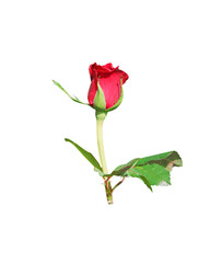 Red rose flower bud with light wind and green stem leaves isolated on white background and clipping path