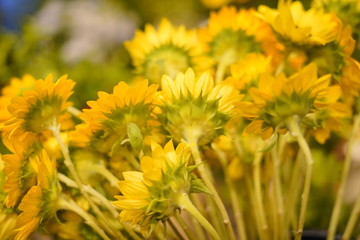 フラワーアレンジメント教室