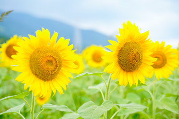 Fototapeta premium ひまわり畑