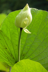 A beautiful white lotus in the pound