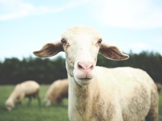 A dirty wool sheep is eating grass in a green lawn.