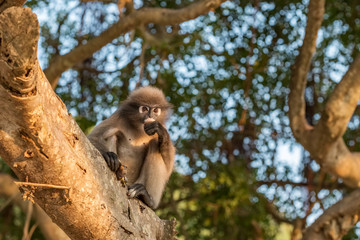 Dusky leaf monkey sitting on a branch