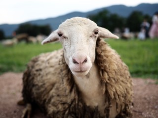 A dirty wool sheep is eating grass in a green lawn.