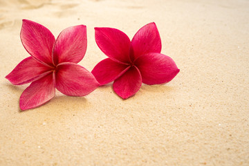 Fototapeta na wymiar Red plumeria flower on yellow sand at the beach.