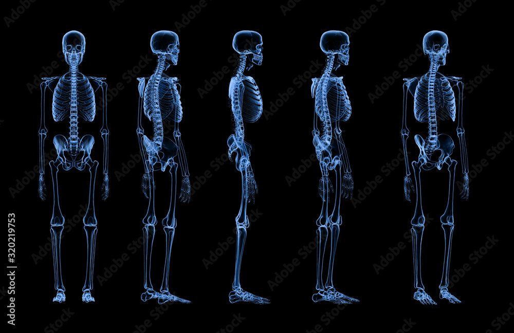 Wall mural set of human skeleton x-ray