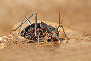 An African armoured ground cricket (Family Bradyporidae) drinking water, South Africa.