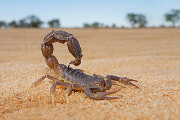 Granulated thick-tailed scorpion (Parabuthus granulatus), Kalahari desert, South Africa . - obrazy, fototapety, plakaty