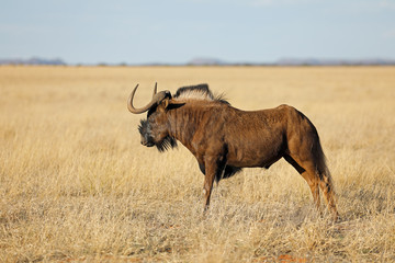 A black wildebeest (Connochaetes gnou) in open grassland, Mokala National Park, South Africa.