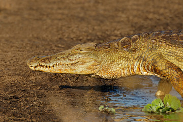 Portrait of a large Nile crocodile (Crocodylus niloticus), Kruger National Park, South Africa.