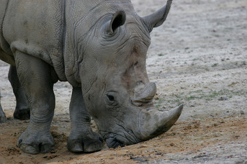 Obraz premium Black Rhinoceros portrait