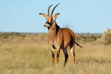 Foto op Plexiglas Een zeldzame roan antilope (Hippotragus equinus) in natuurlijke habitat, Zuid-Afrika. © EcoView