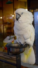 parrot in cage