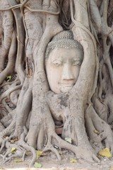 statue of buddha in ayutthaya thailand