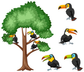 Big tree and toucan birds on white background