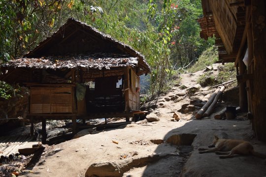 old sheed in the jungle