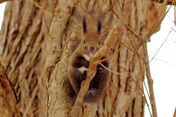 木の実を探すエゾリス