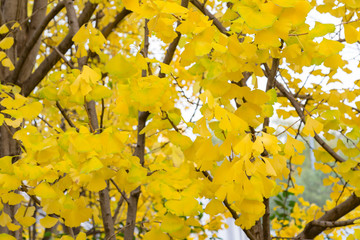 Yellow Ginko leaves close up during autumn season