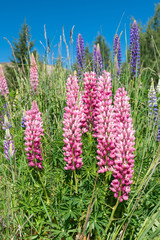 Pink full bloom lupine flower, New Zealand natural landscape background