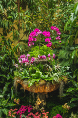 A picture of the purple Phalaenopsis in the flower pot.   Victoria BC Canada