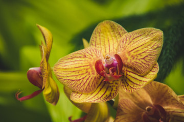 A picture of the yellow Phalaenopsis in the greenhouse.   Victoria BC Canada