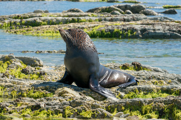 Fototapeta premium Sea Lion, Seal playing on coastline, marine life animal
