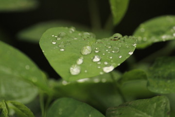 Close up shot of water drops on the single or lot of green leafs on the garden, rain drops on the single or lot of green leafs in the garden