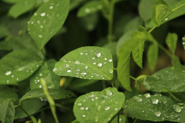 Close up shot of water drops on the single or lot of green leafs on the garden, rain drops on the single or lot of green leafs in the garden