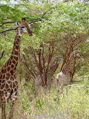 Foret Réserve de Bandia National Park in Dakar in Senegal - DKR