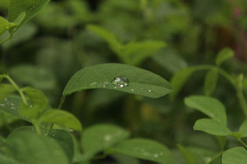 Close up shot of water drops on the single or lot of green leafs on the garden, rain drops on the single or lot of green leafs in the garden