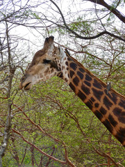 Foret Réserve de Bandia National Park in Dakar in Senegal - DKR