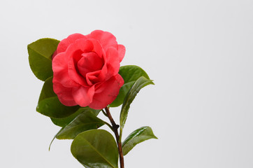 Blooming red camellia on white background