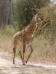 Foret Réserve de Bandia National Park in Dakar in Senegal - DKR