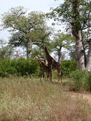 Foret Réserve de Bandia National Park in Dakar in Senegal - DKR