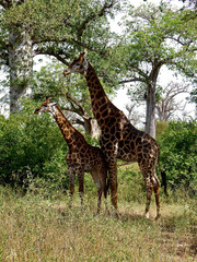 Foret Réserve de Bandia National Park in Dakar in Senegal - DKR