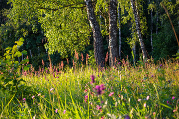 Beautiful green meadow with wildflowers on a background of birch grove. Sunny summer day in nature