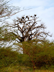 Foret Réserve de Bandia National Park in Dakar in Senegal - DKR