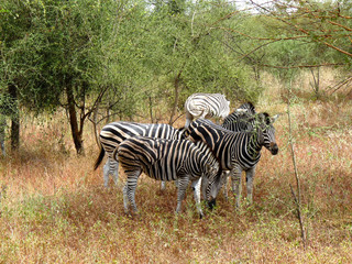 Foret Réserve de Bandia National Park in Dakar in Senegal - DKR