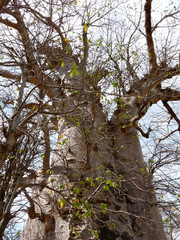 Foret Réserve de Bandia National Park in Dakar in Senegal - DKR