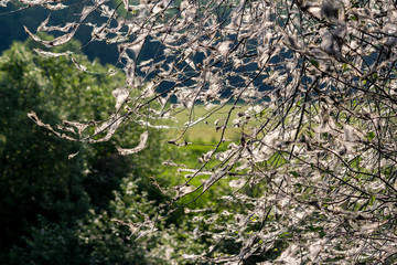 The branches of the trees are covered with a white web of moth caterpillars (ermine moth)