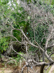 Foret Réserve de Bandia National Park in Dakar in Senegal - DKR