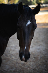 Dark brown horse with white patch