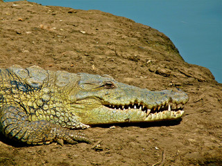 Obraz premium Foret Réserve de Bandia National Park in Dakar in Senegal - DKR