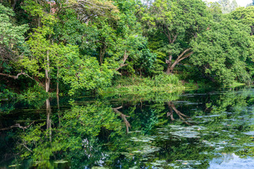 Tropical tree on a lake with reflection, Tanzania, Africa