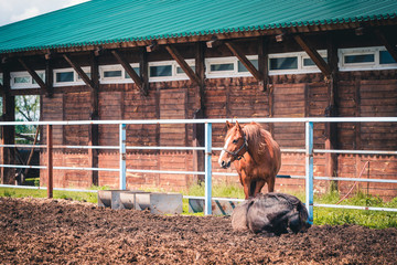 Race horses with beautiful mane rest in the paddock after racing at the racetrack.