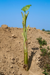Planting bananas by using rhizomes buried into the digging holes.