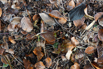 autumn leaves on the ground