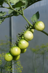 Green cherry tomatoes of the 