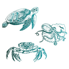 Fototapeta premium Ocean Life and Marine Creatures with Loggerhead Turtle and Octopus Vector Set