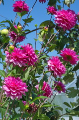 Blooming bright pink dahlias against a blue sky