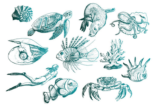 Ocean Life and Marine Creatures with Loggerhead Turtle and Shell Vector Set